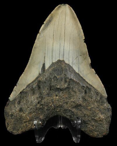 Bargain, Megalodon Tooth - North Carolina #67270